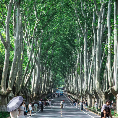 Sycamore Avenue
